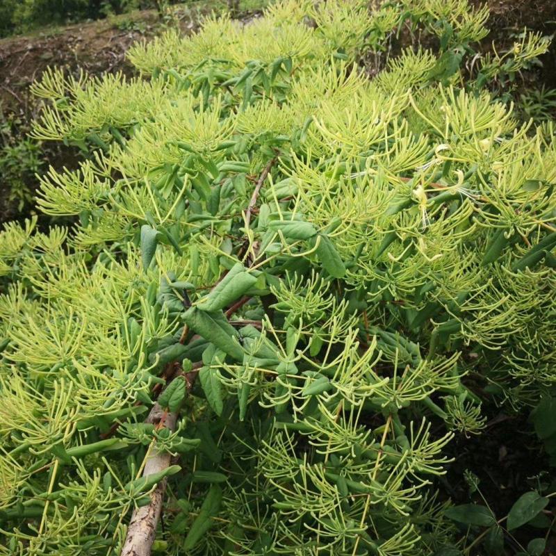 南银一号金银花苗！栽植当年投产，三年高产熟手日采百斤以上