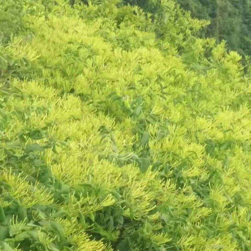 南银一号金银花苗！栽植当年投产，三年高产熟手日采百斤以上