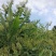 南银一号金银花苗！栽植当年投产，三年高产熟手日采百斤以上