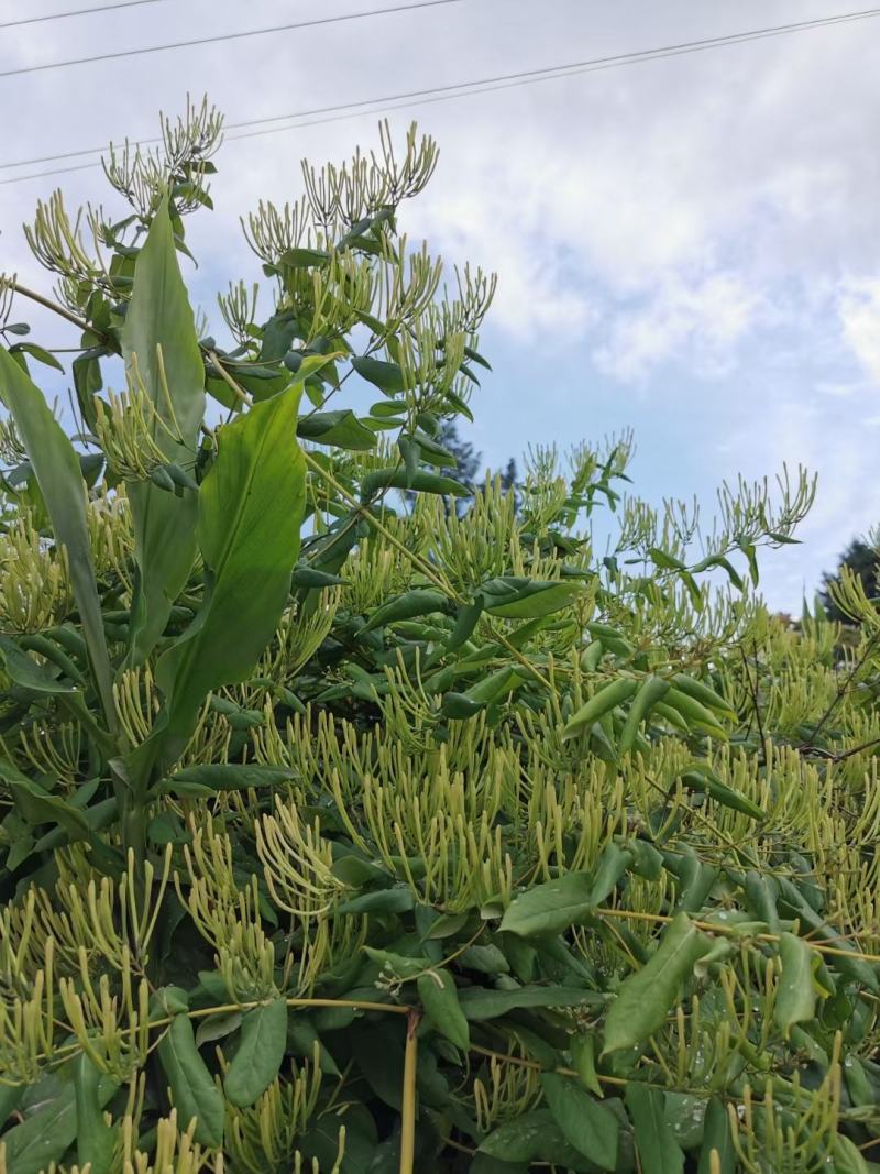 南银一号金银花苗！栽植当年投产，三年高产熟手日采百斤以上