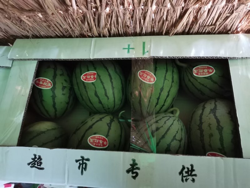 自生苗各种西瓜