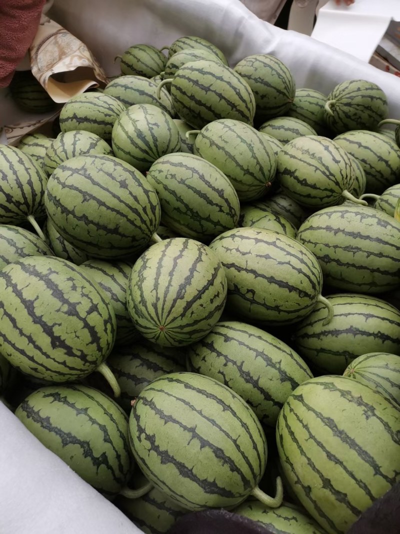 自生苗各种西瓜