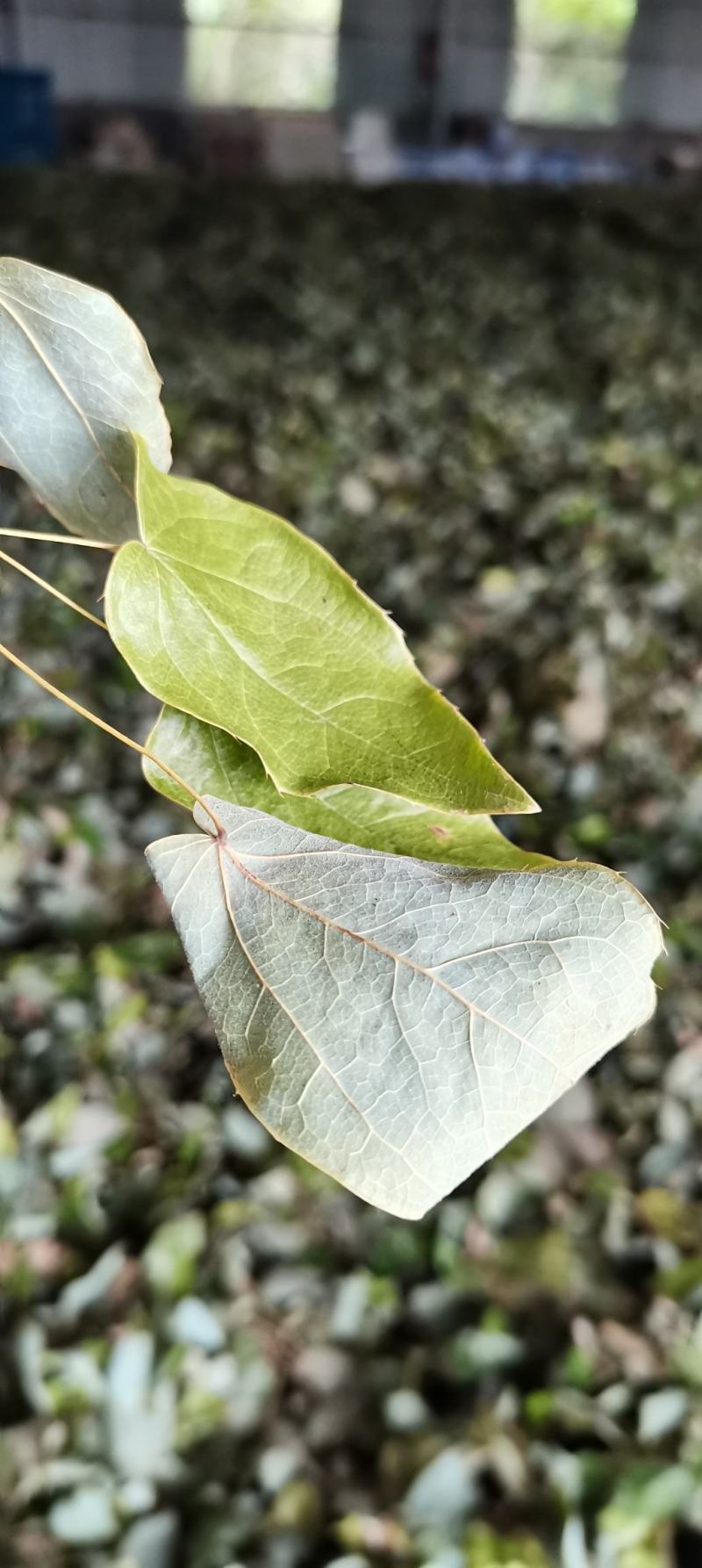 【推荐】淫羊藿，精选货，产地直供，全国发货，欢迎联系