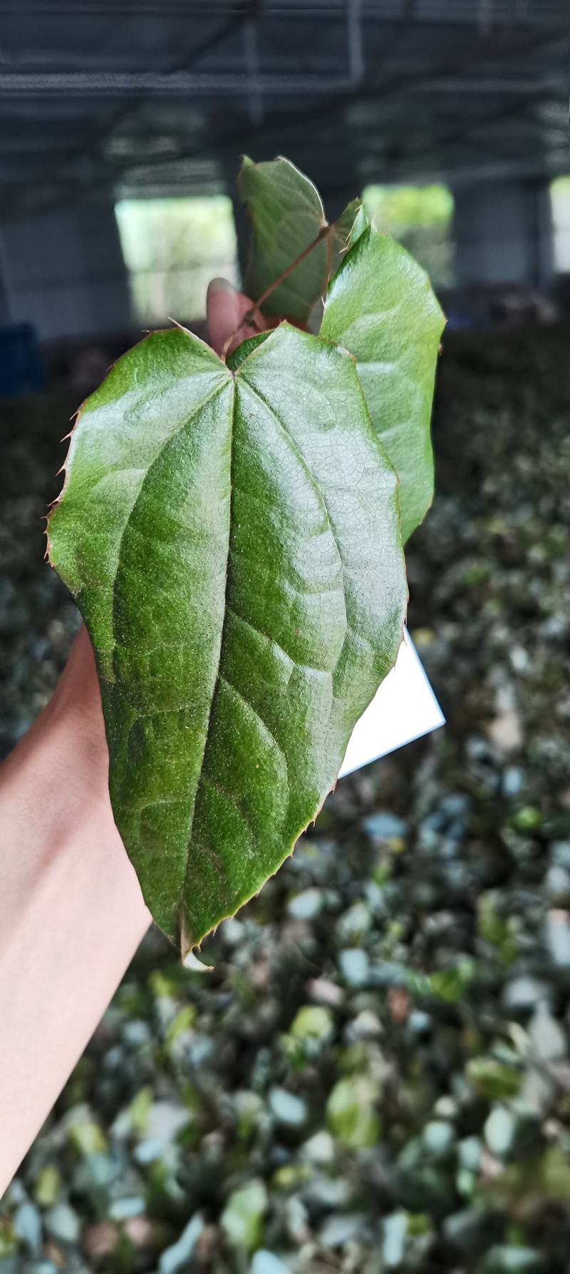 【推荐】淫羊藿，精选货，产地直供，全国发货，欢迎联系