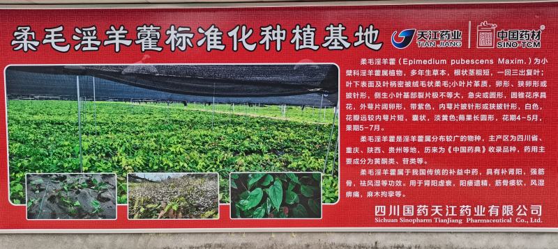 【推荐】淫羊藿，精选货，产地直供，全国发货，欢迎联系