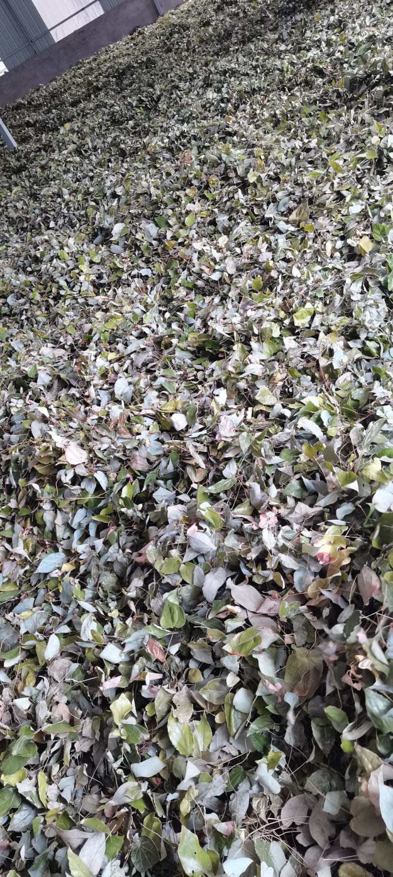 【推荐】淫羊藿，精选货，产地直供，全国发货，欢迎联系