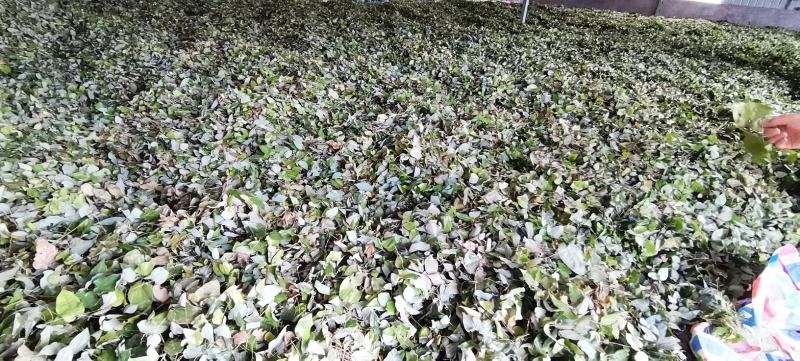 【推荐】淫羊藿，精选货，产地直供，全国发货，欢迎联系