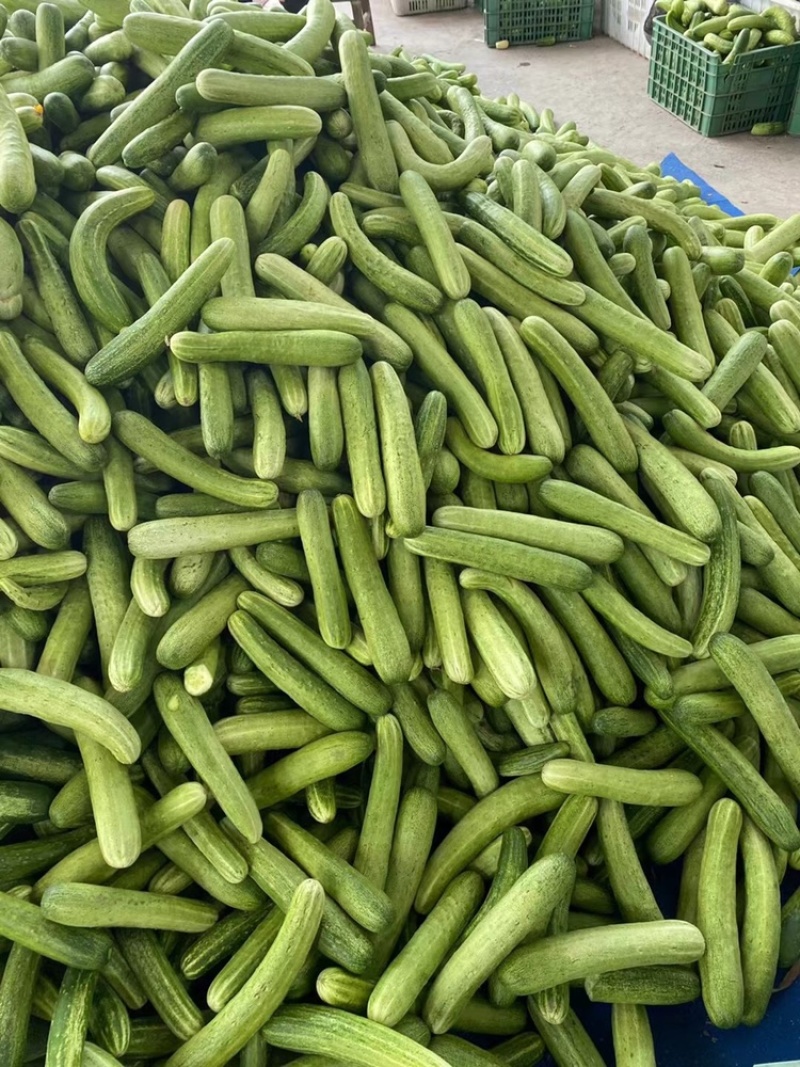 小黄瓜，燕北黄瓜，水果黄瓜，基地直供，每天现摘现发。