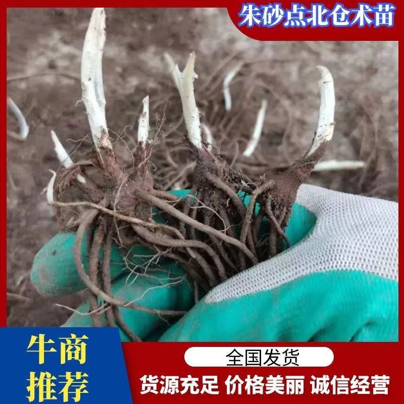 朱砂点北苍术苗一年生苗产地直供现起现发