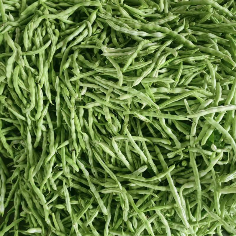 城固县精品白不老四季豆条直，无虫眼，直发商超。全国发货