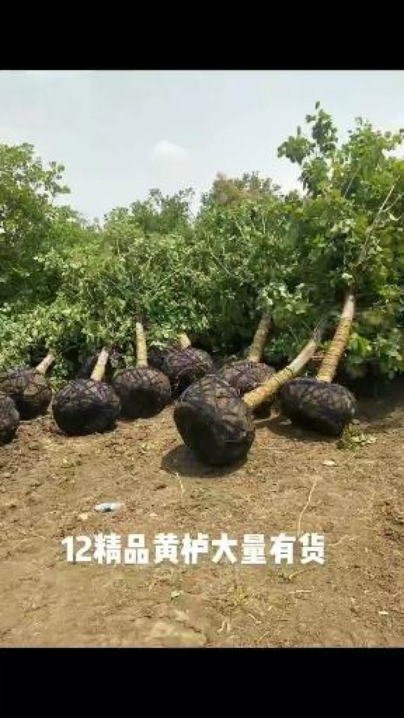 【黄栌】8-10公分黄栌基地直销现挖现发包成活全国发货