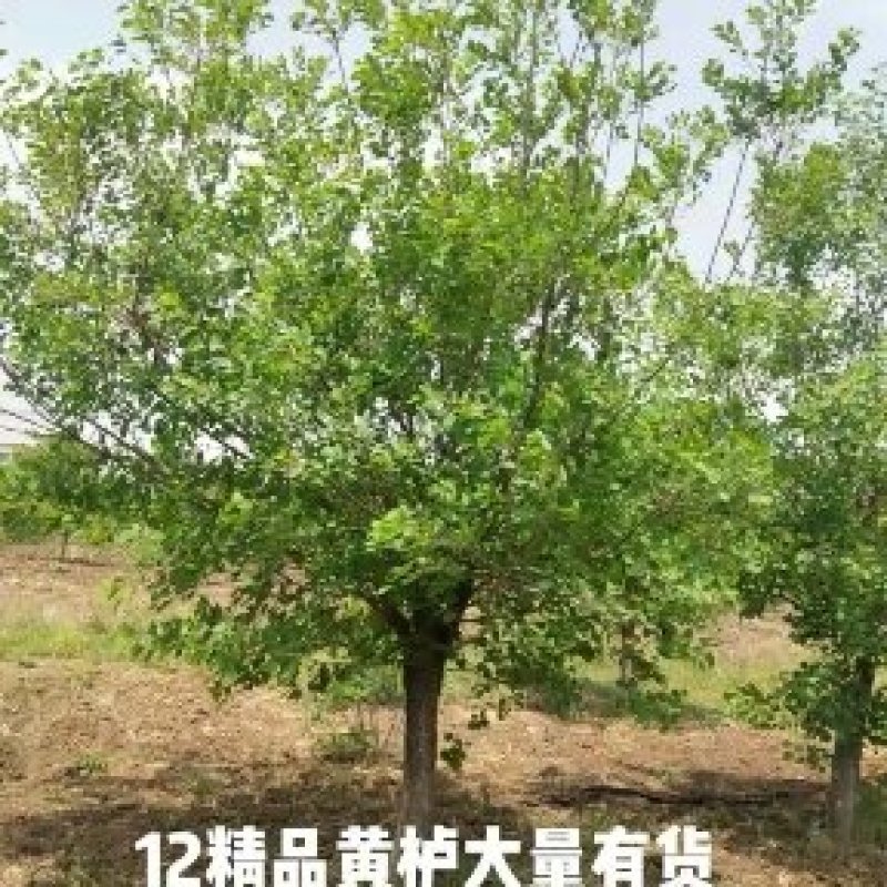 【黄栌】8-10公分黄栌基地直销现挖现发包成活全国发货