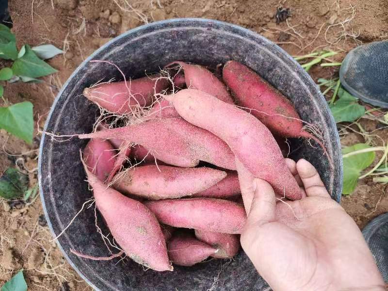 广东湛江货西瓜红番薯