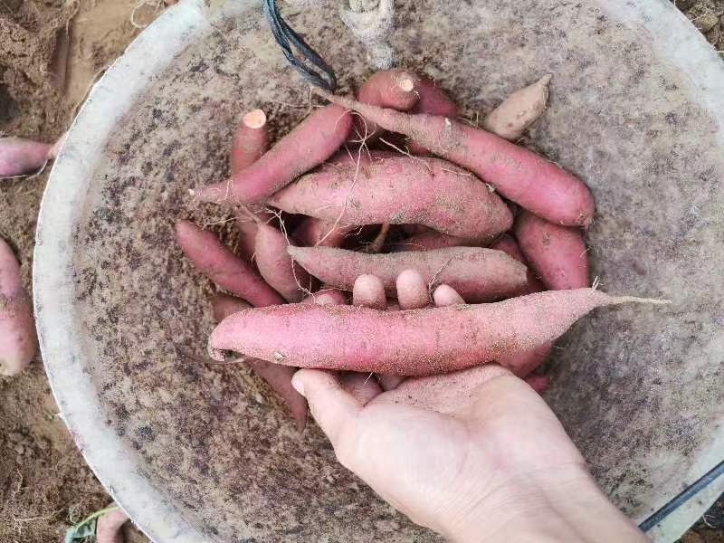 广东湛江货西瓜红番薯