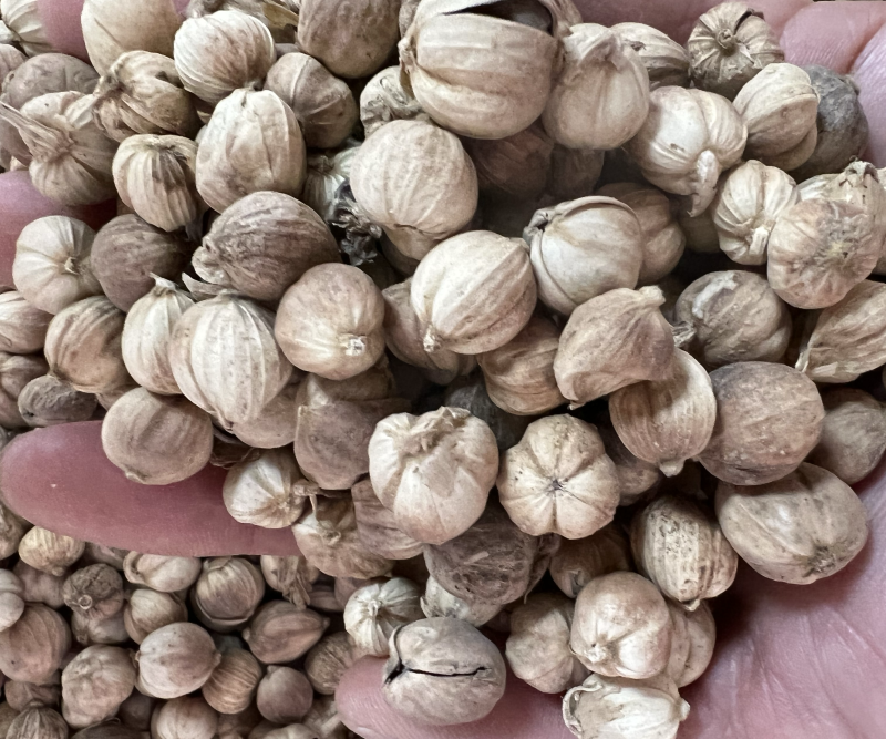 白蔻白豆蔻中药材用香料用中药过检精选货无硫精品