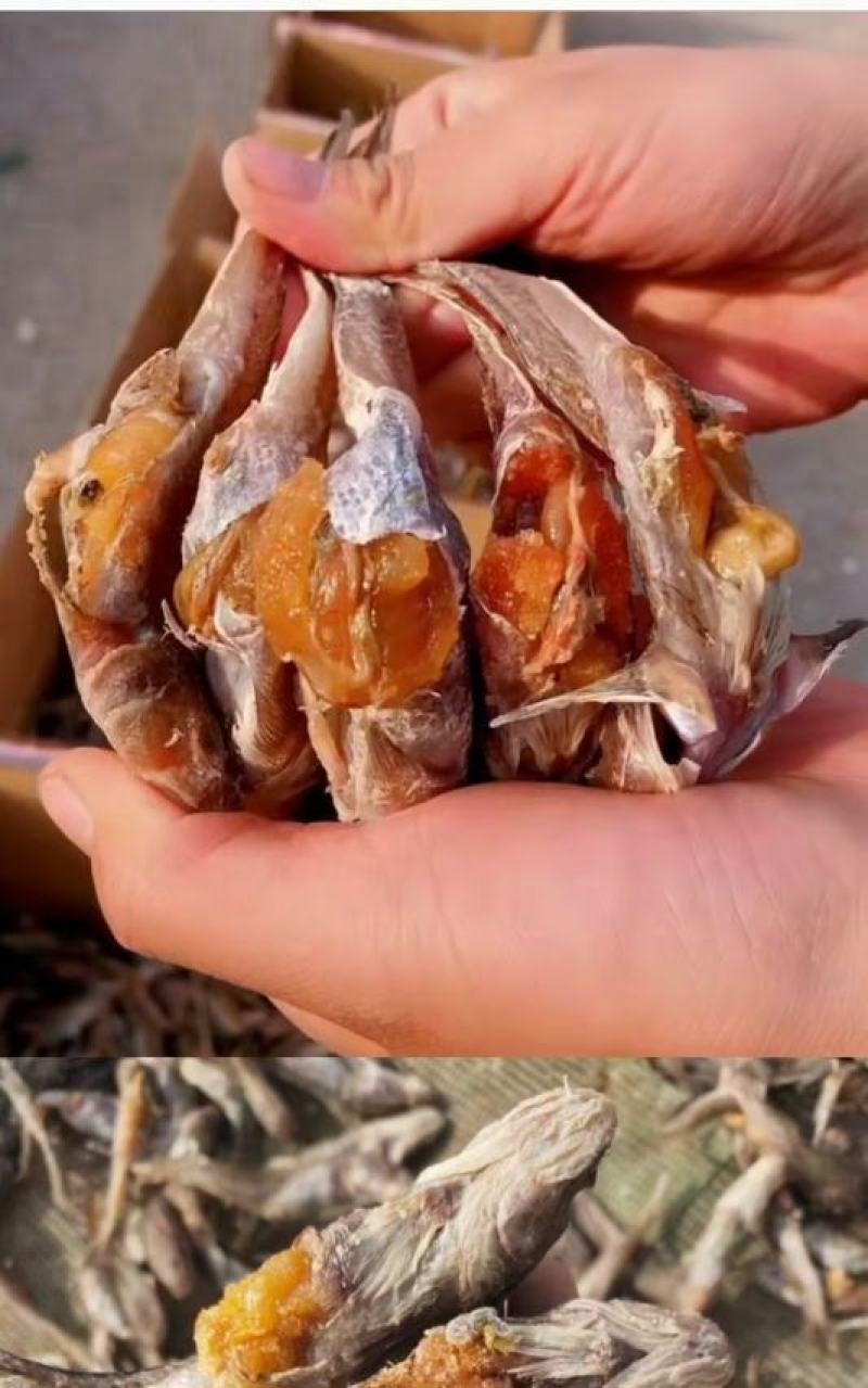 满籽满黄爆籽鱼，油光籽鱼，狗光鱼，各种咸鱼