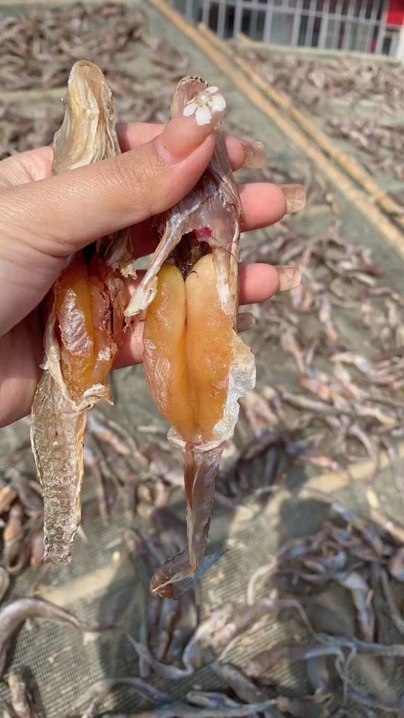 满籽满黄爆籽鱼，油光籽鱼，狗光鱼，各种咸鱼