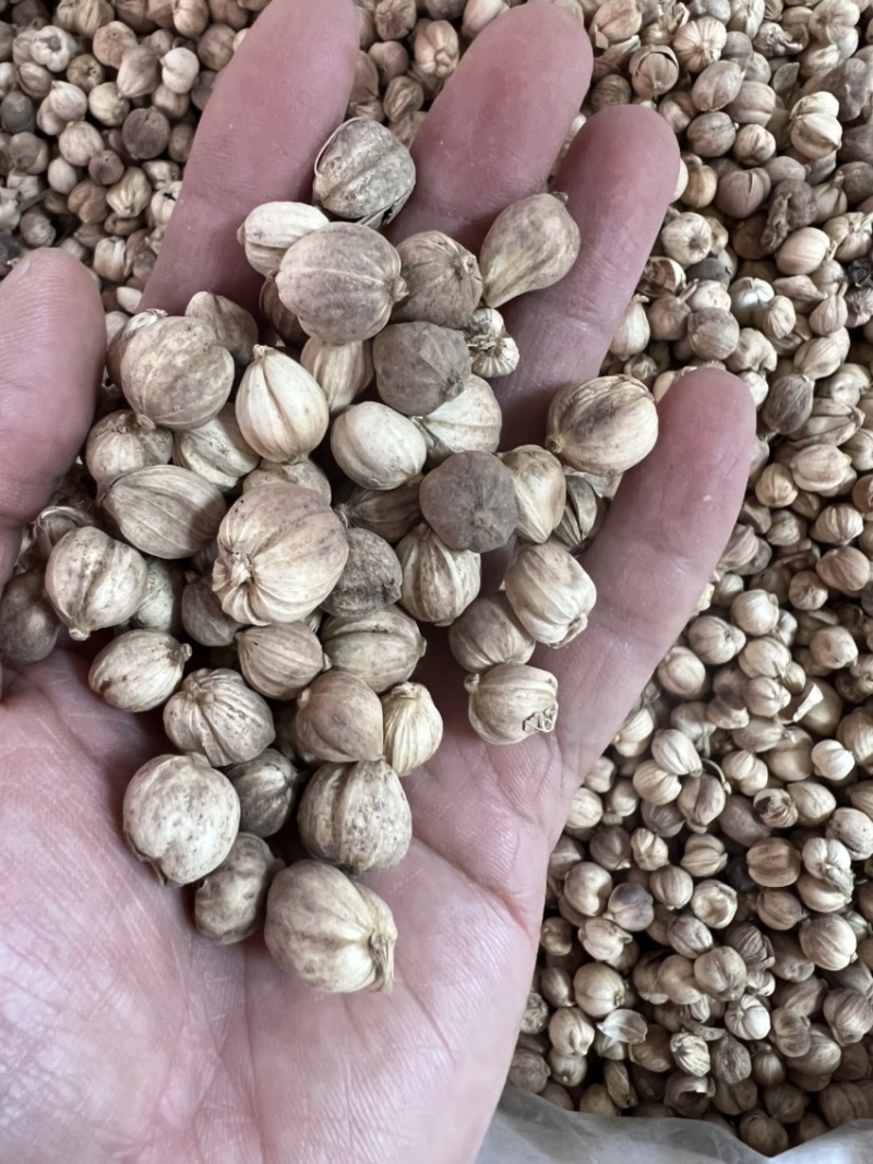 白蔻白豆蔻中药材用香料用中药过检精选货无硫精品
