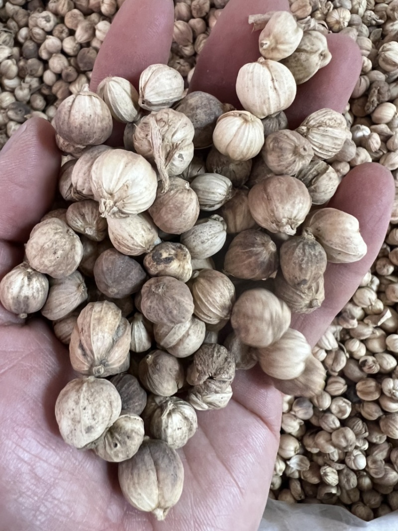 白蔻白豆蔻中药材用香料用中药过检精选货无硫精品