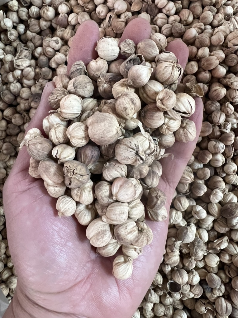白蔻白豆蔻中药材用香料用中药过检精选货无硫精品