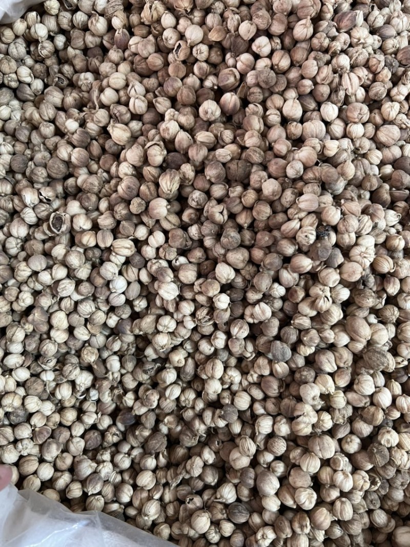 白蔻白豆蔻中药材用香料用中药过检精选货无硫精品