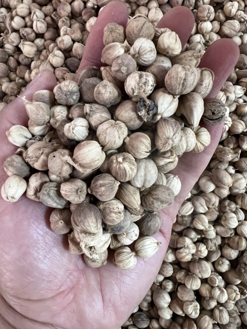 白蔻白豆蔻中药材用香料用中药过检精选货无硫精品