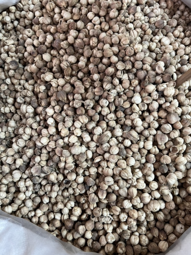白蔻白豆蔻中药材用香料用中药过检精选货无硫精品
