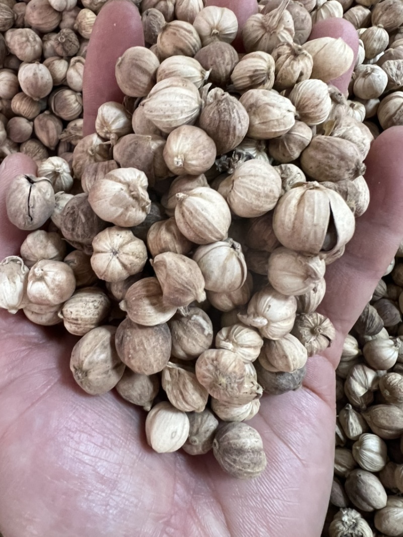白蔻白豆蔻中药材用香料用中药过检精选货无硫精品