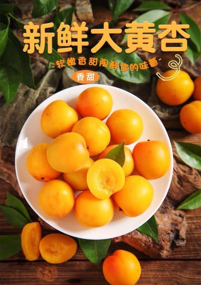 新鲜水果杏甜杏55MM以上产地现摘坏果包赔