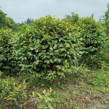 茶花