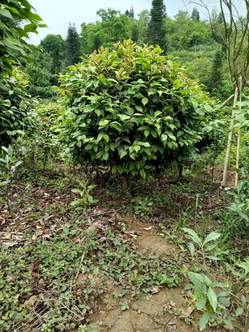茶花