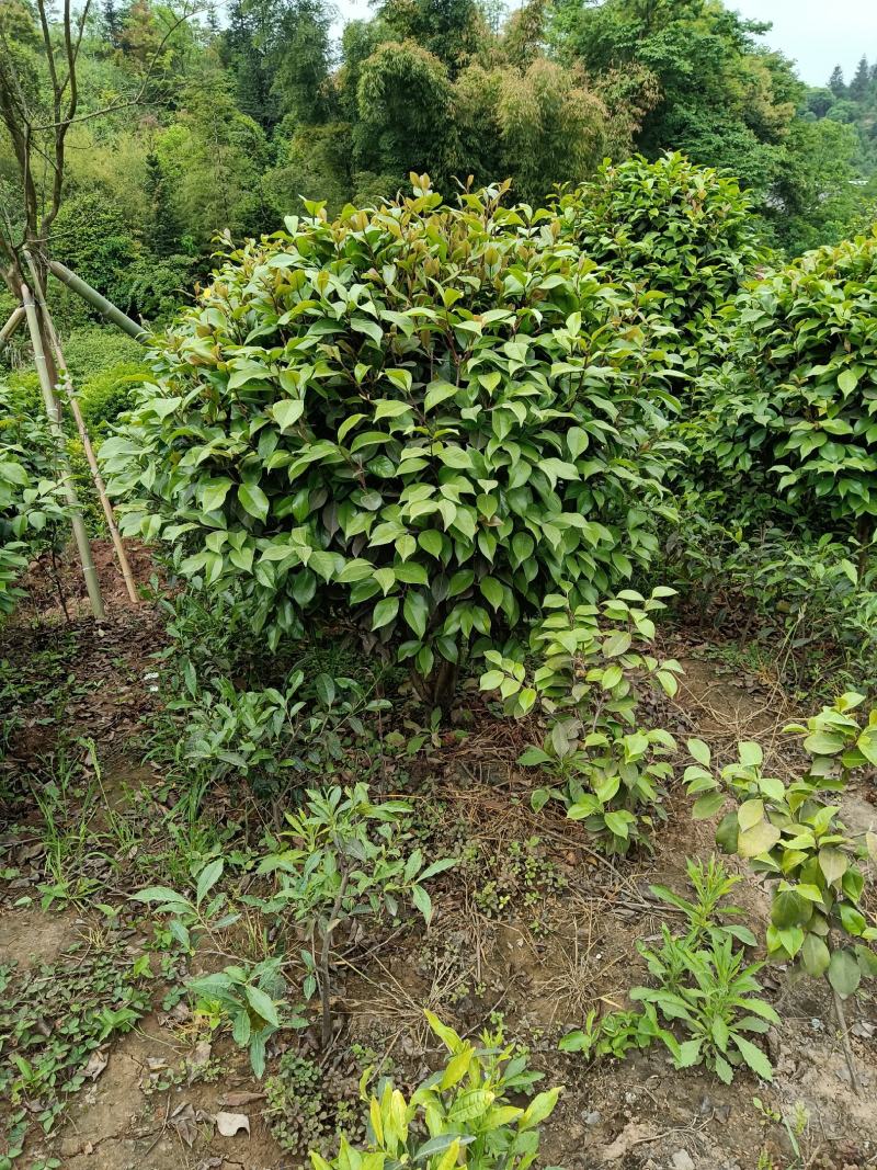 茶花