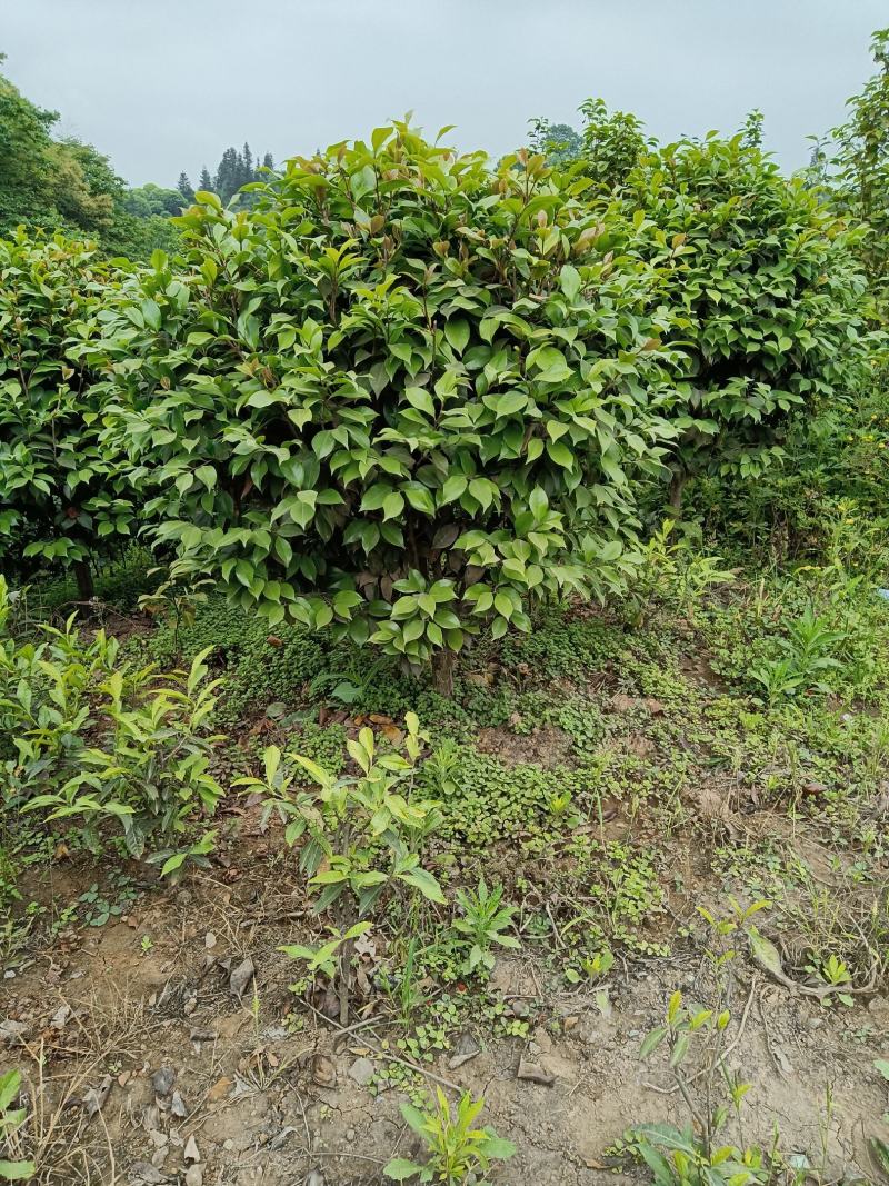 茶花