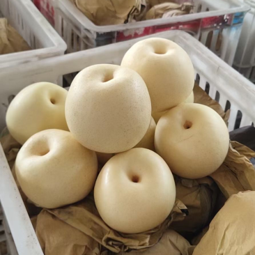 金磊果品站大量供应皇冠梨纸袋250~350g梨小二