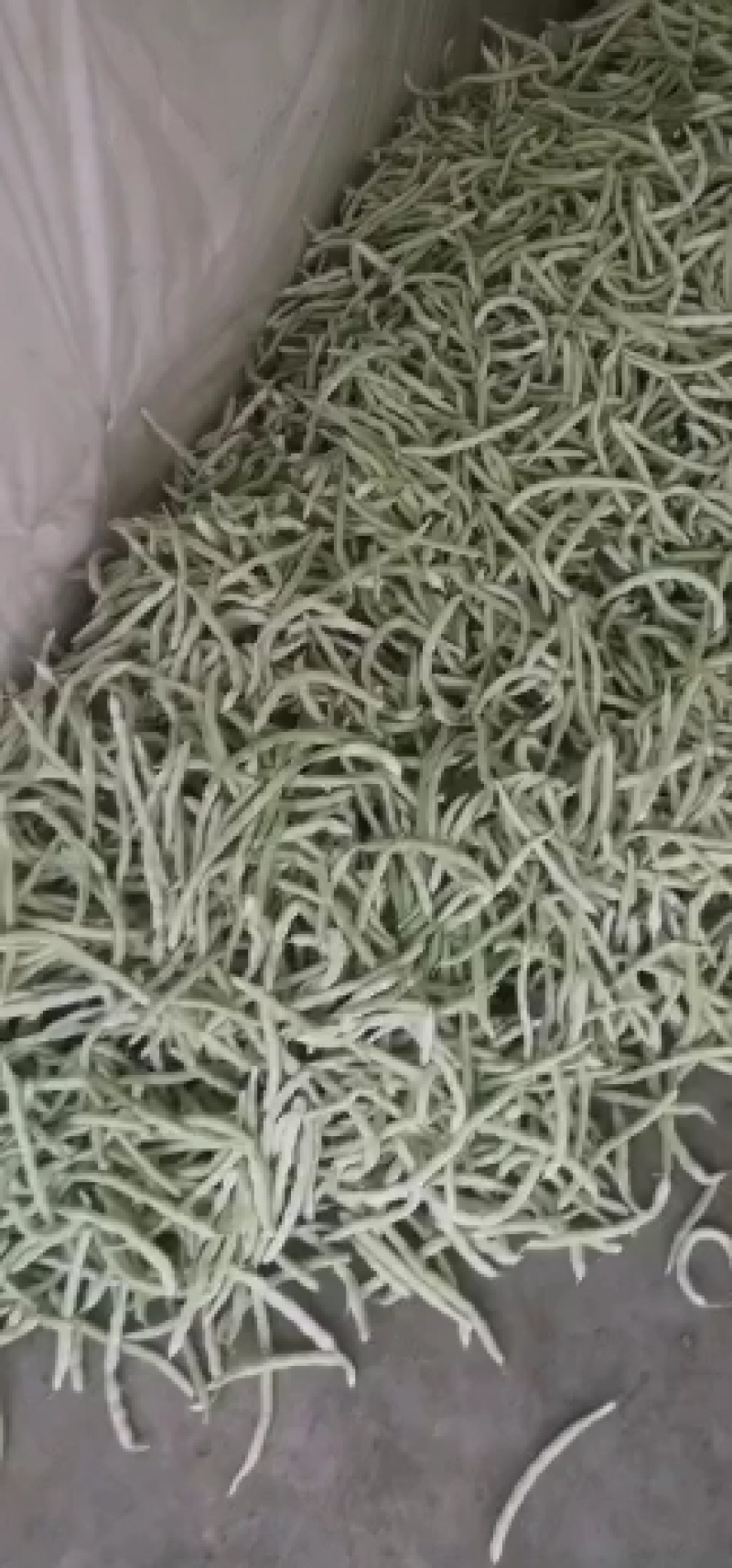 城固县精品白不老四季豆条直，无虫眼，直发商超。全国发货
