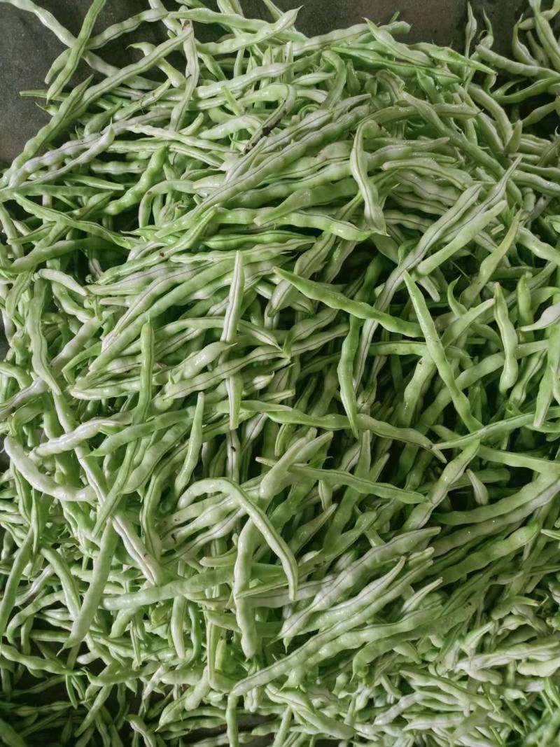 城固县精品白不老四季豆条直，无虫眼，直发商超。全国发货
