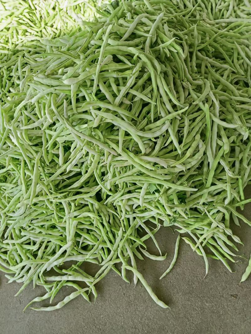 城固县精品白不老四季豆条直，无虫眼，直发商超。全国发货