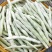 城固县精品白不老四季豆条直，无虫眼，直发商超。全国发货