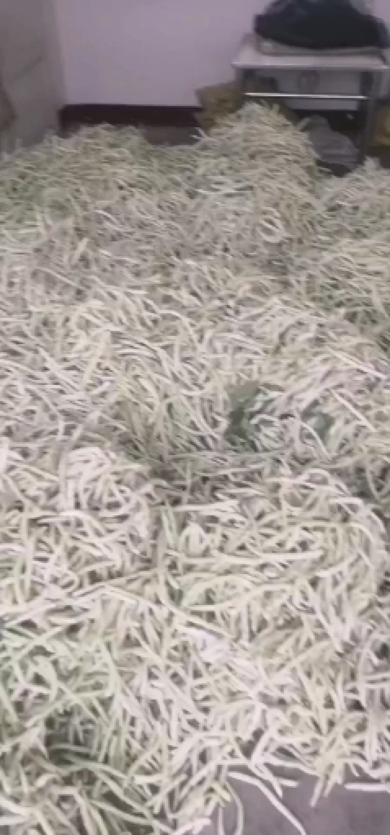 城固县精品白不老四季豆条直，无虫眼，直发商超。全国发货