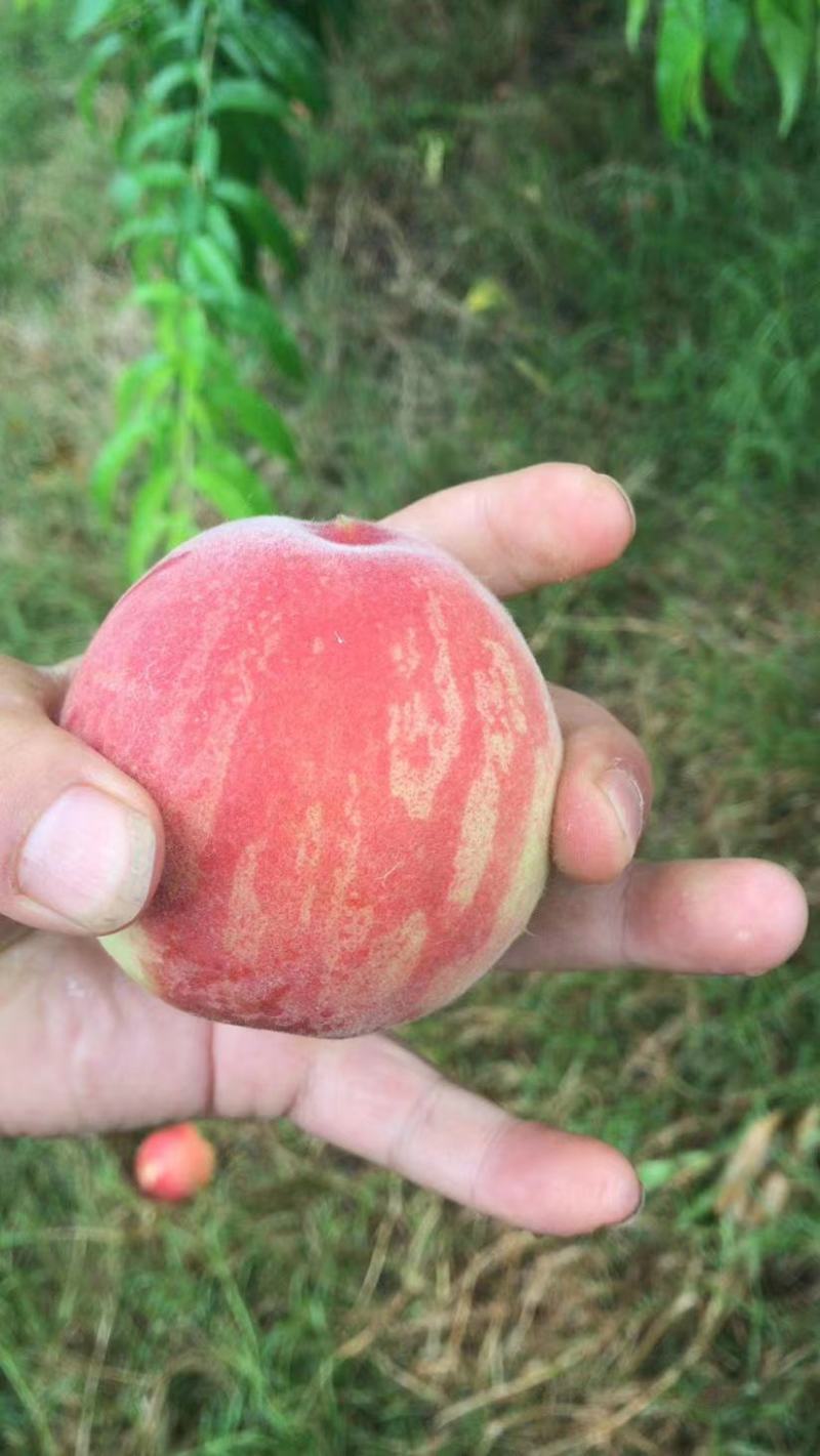 突围现摘现发品质保证供应各大市场电商