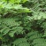 野生石莲子苦石莲南蛇簕猫爪簕果实种子