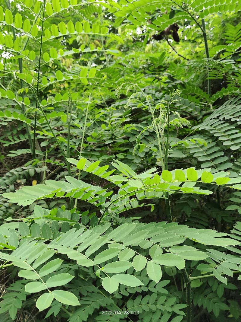 野生石莲子苦石莲南蛇簕猫爪簕果实种子