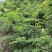 野生石莲子苦石莲南蛇簕猫爪簕果实种子