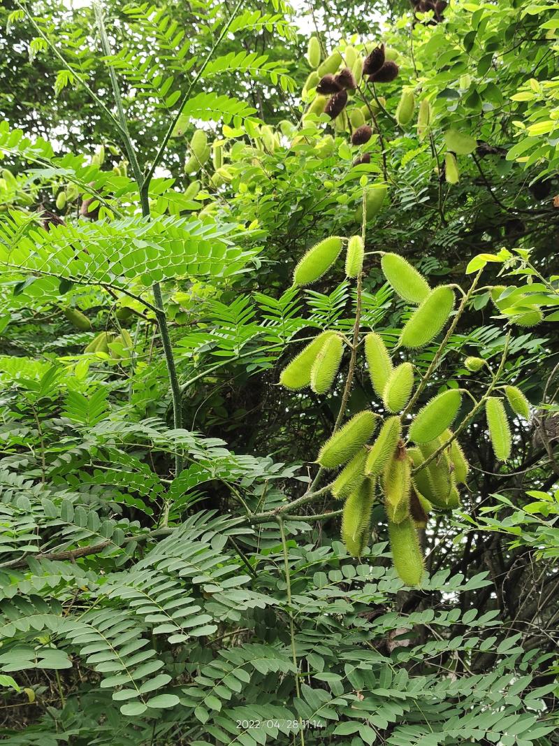 野生石莲子苦石莲南蛇簕猫爪簕果实种子