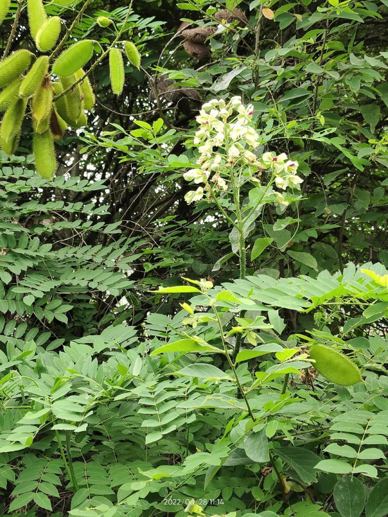野生石莲子苦石莲南蛇簕猫爪簕果实种子