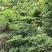 野生石莲子苦石莲南蛇簕猫爪簕果实种子