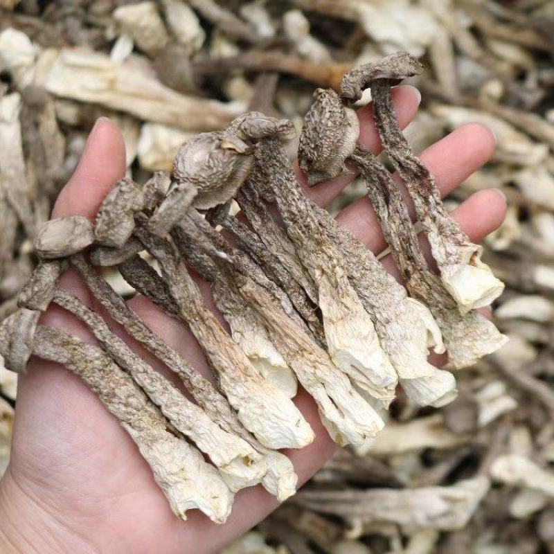 广州人鸿运A2精选实心鹿茸菌实心均匀货一件代发批发