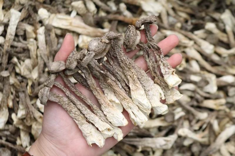 广州人鸿运A2精选实心鹿茸菌实心均匀货一件代发批发