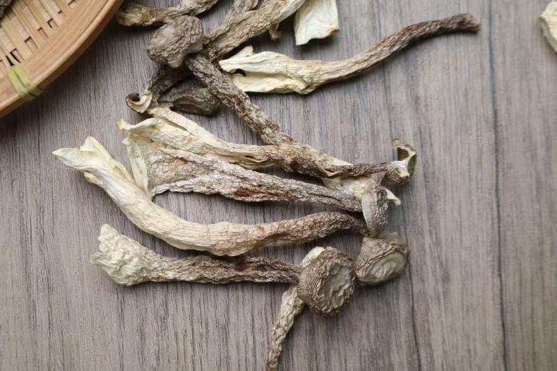 广州人鸿运A2精选实心鹿茸菌实心均匀货一件代发批发