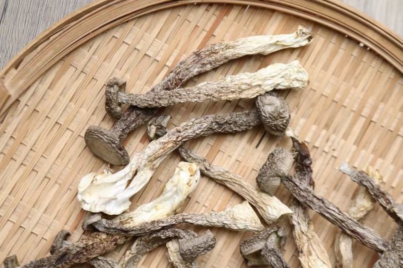 广州人鸿运A2精选实心鹿茸菌实心均匀货一件代发批发